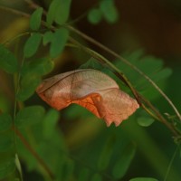 Troides darsius Gray, 1852